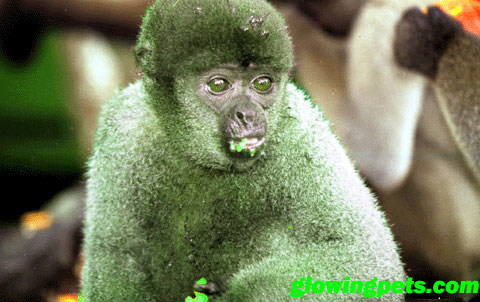 [Image: glowing_monkey2.jpg]